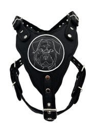 Siyah Rottweiler Köpek Göğüs Tasması