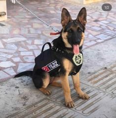 Kişiselleştirilebilir İsimli Klipsli Köpek Göğüs Tasması