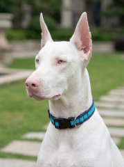 Ayarlanabilir Klipsli Reflektörlü Köpek Tasması S-L (Siyah-Mavi)