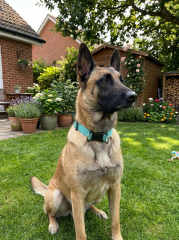 Dayanıklı Klipsli Reflektörlü Köpek Tasması S-L (Turkuaz-Yeşil)
