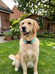 Dayanıklı Klipsli Reflektörlü Köpek Tasması S-L (Turkuaz-Yeşil)