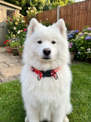 Sağlam Klipsli Reflektörlü Köpek Tasması S-L (Kırmızı)