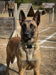 Her Irka Uygun Klipsli Reflektörlü Köpek Tasması S-L (Haki-Gri)