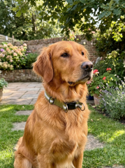 Her Irka Uygun Klipsli Reflektörlü Köpek Tasması S-L (Haki-Gri)