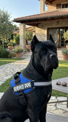 K9 Köpek Göğüs Tasması Reflektörlü Ayarlanabilir Profesyonel Eğitim Yeleği (Lacivert)