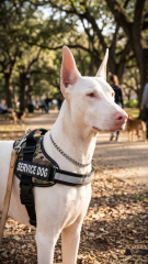 Reflektörlü Klipsli Taktik K9 Köpek Göğüs Tasması (Askeri Kamuflaj)