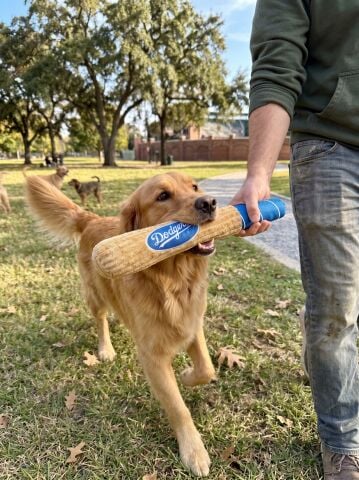 Sesli Peluş Beyzbol Sopası Köpek Oyuncağı - 42 cm (Kahverengi-Mavi)