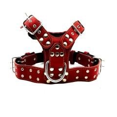 Aslan Başlı Lüks Deri Köpek Göğüs Tasması