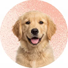 Köpek